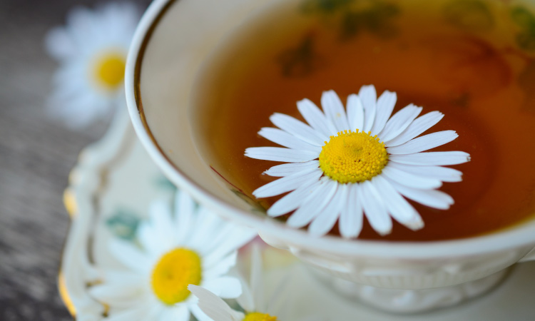 Closeup of a vintage cup and saucer of chamomile tea with chamomile flowers floating in and next to it