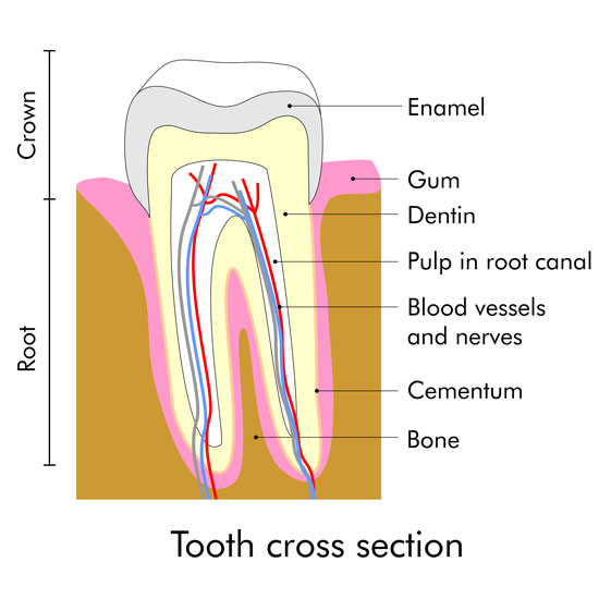 root canal